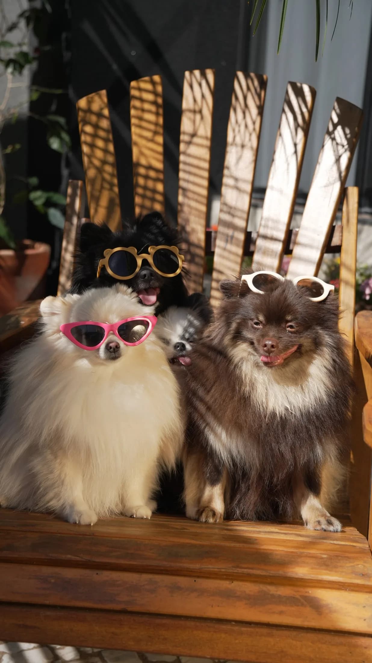 A turma de cães usando óculos coloridos