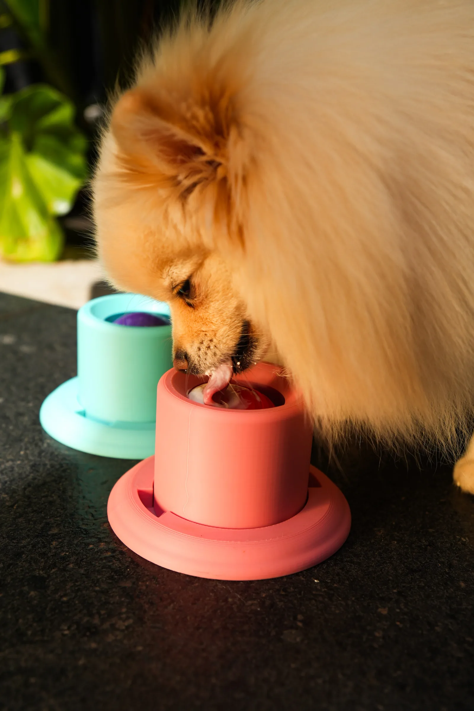 Spitz usando o brinquedo interativo Rosa KIRA & CORA