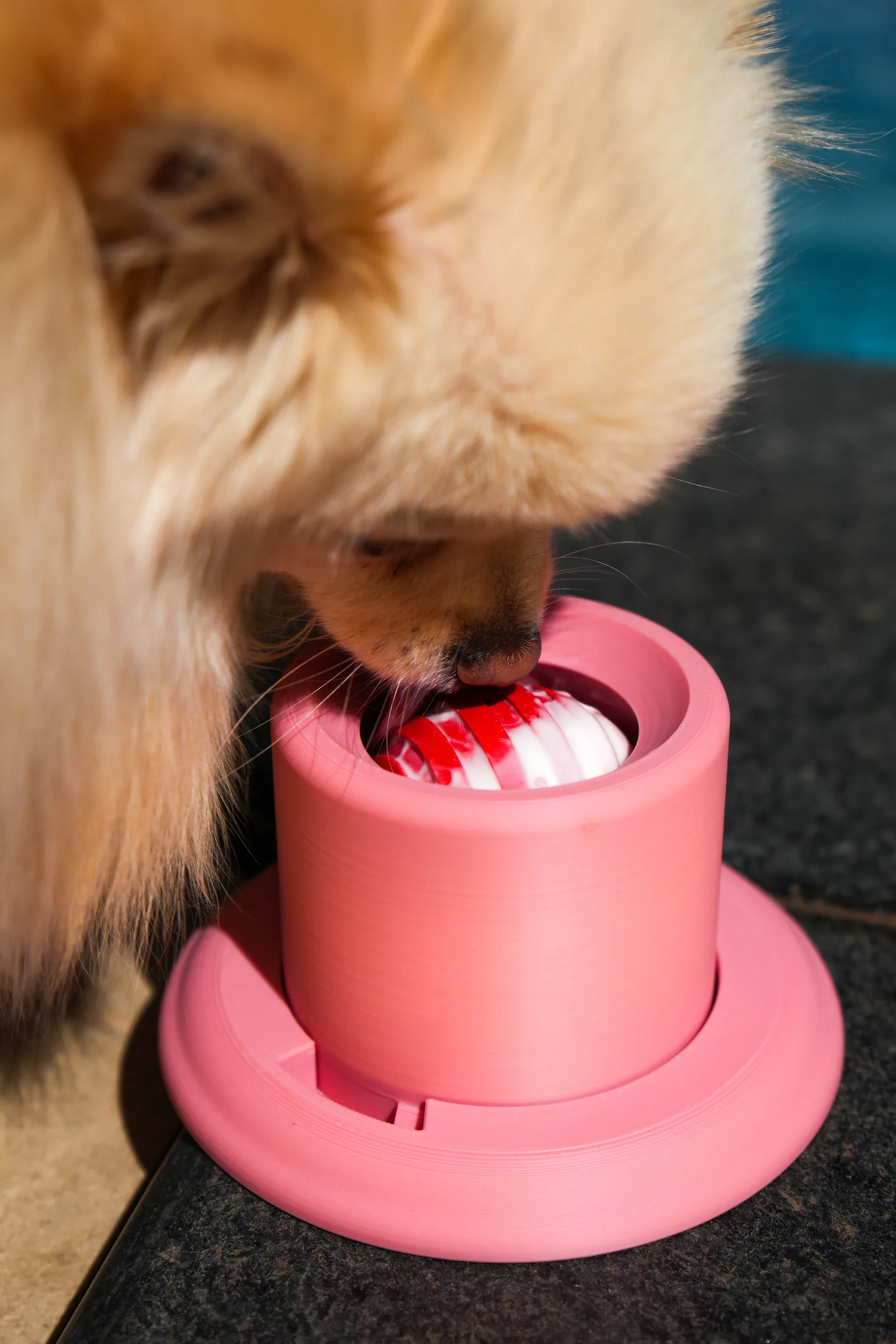 Spitz usando o brinquedo de petiscos rosa da KIRA & CORA